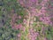 Aerial view landscape of sakura flower in mountains with winding road by drone.High angle scenery view of tropical forest in