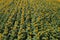 Aerial view of large endless blooming sunflower field in summer from drone pov