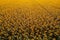 Aerial view of large endless blooming sunflower field in summer from drone pov