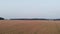 Aerial view of large field of buckwheat with traces of tractor near building.