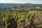 Aerial view of large forest landscape, pine deciduous trees