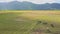 Aerial view large grey buffalo herd graze on green rice field