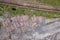 Aerial view of a large number of wooden logs stacked in a pile after deforestation with cutting down trunks. The wood industry and