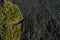 Aerial view of lava flow meeting the edge of the green forest