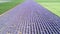 Aerial view of lavender field in diagonal endless rows. Top view lavender flower near Balchik, Bulgaria