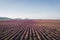 Aerial View of Lavender Fields in Valensole Plateau at sunrise, Provence, France