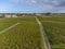 Aerial view on left bank of Gironde Estuary with green vineyards with red Cabernet Sauvignon grape variety of famous Haut-Medoc