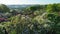 Aerial view of lilac flowers in the Botanical Garden named after Grishko, Kyiv.