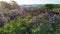 Aerial view of lilac flowers in the Botanical Garden named after Grishko, Kyiv.