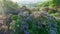 Aerial view of lilac flowers in the Botanical Garden named after Grishko, Kyiv.