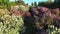 Aerial view of lilac flowers in the Botanical Garden named after Grishko, Kyiv.