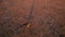 Aerial View of a Lone Kangaroo Casting a Long Shadow at Dusk in the Australian Outback