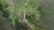 Aerial view of a lonely tree at a seasonal creek in green prairie