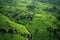 aerial view of lush green coffee plantation rows