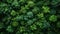 Aerial View of Lush Green Plants - A Serene Natural Canopy