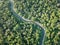 Aerial view lush green woodland