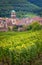 Aerial view of a lush vineyard in the town of Kaysersberg, France