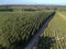 Aerial view made by drone of a field with eucalyptus planted seedling