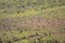 Aerial view of Magnetic Termite Mounds in Litchfield National Park