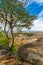 Aerial view of a majestic pine tree perched atop a rugged mountain range