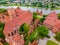 Aerial view of Malbork Teutonic order castle and fortress in Poland