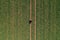 Aerial view of male farmer checking up on wheat crop seedling development on plantation field