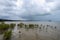 Aerial view of the mangrove habitat on the beach