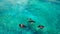 Aerial view of Manta rays swimming