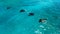Aerial view of Manta rays swimming