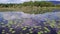 Aerial view of many water lilies in lake with sky reflected on calm surface like in mirror. Top view of lotus flowers in