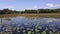 Aerial View of Many Water Lilies in Lake. Top View of Lotus Flowers in Pond