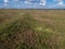 Aerial view of a mature soybean plantation, ready for harvest, but with many weeds