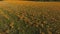 Aerial view of a meadow with black eyed Susan flowers