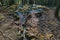 Aerial view of mineral spring water reservoirs on travertine stones hidden in forest, late afternoon sunshine.