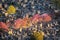 Aerial view of Montparnasse Cemetery in Paris, France