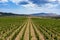 Aerial view of mountain vineyard in Crimea