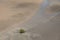 Aerial view of the mudflat at low tide with lone mangrove