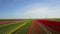 Aerial view of multi-colored tulip field