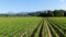 Aerial view of Napa Valley vineyard landscape