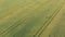 Aerial view of natural yellow wheat field. Green wheat stalks. Drone flying over beautiful natural wheat field