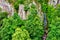 Aerial view of Nideck Waterfall in the Vosges Mountains - Alsace, France