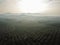 Aerial view oil palm farm