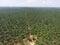 Aerial view of oil palm plantation