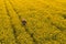 Aerial view of oilseed rape farmer using drone remote controller