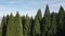 Aerial view of Old Sequoia forest near village of Bogoslov, Bulgaria