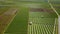 Aerial view of onion farmland and water irrigation