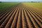 aerial view of an onion field with rows of ripe onions