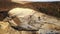 Aerial view of open pit mine of sandstone materials for construction industry with excavators and dump trucks. Heavy