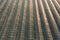 Aerial view of orchard with apple trees during sunset. The fields are covered with a hail net.