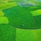 Aerial view of oriental Rice surreal rice cultivation asian green planes and
